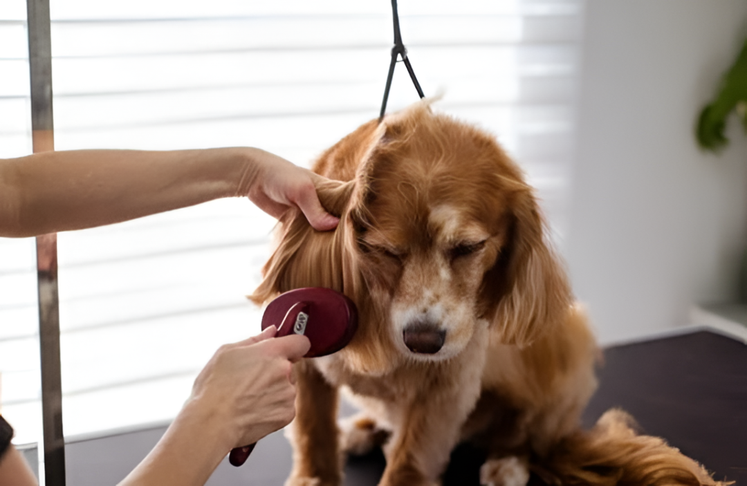 Grooming Essentials Every Pet Needs